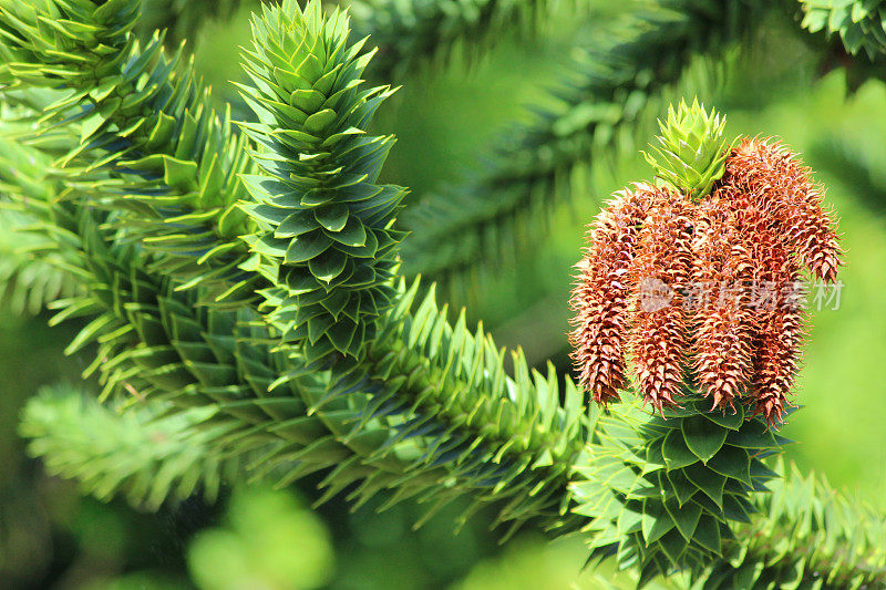 猴子拼图树的种子-球果(智利松树/ Araucaria araucana)